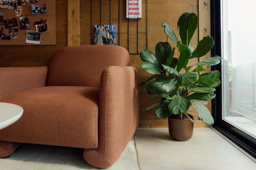 Plantas de interior