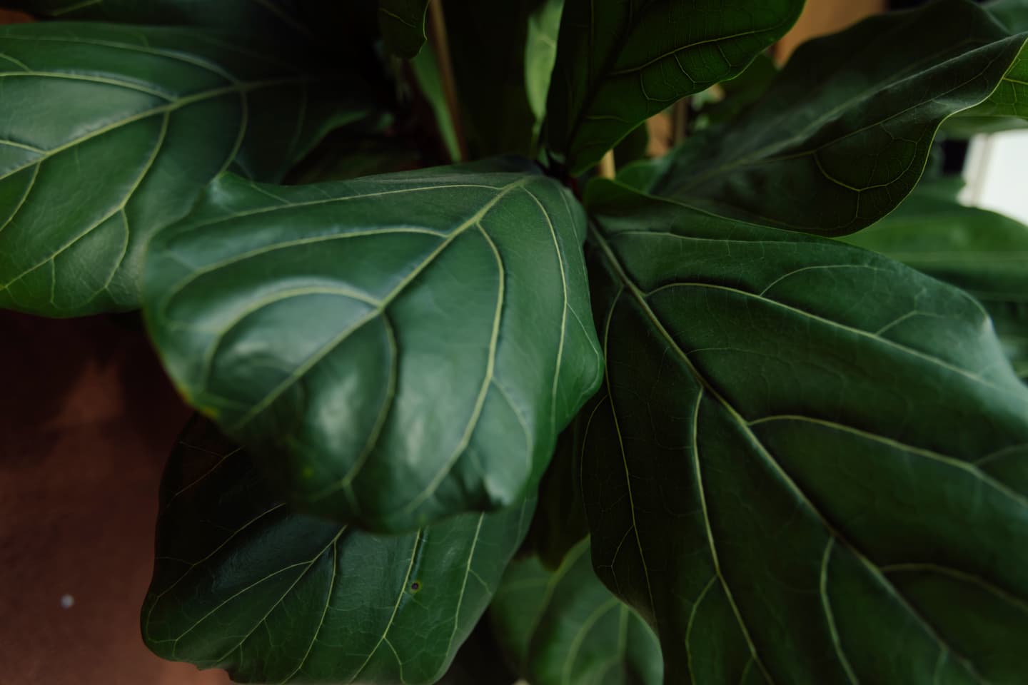 Plantas de interior