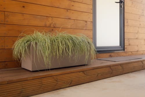 Plantas de sombra