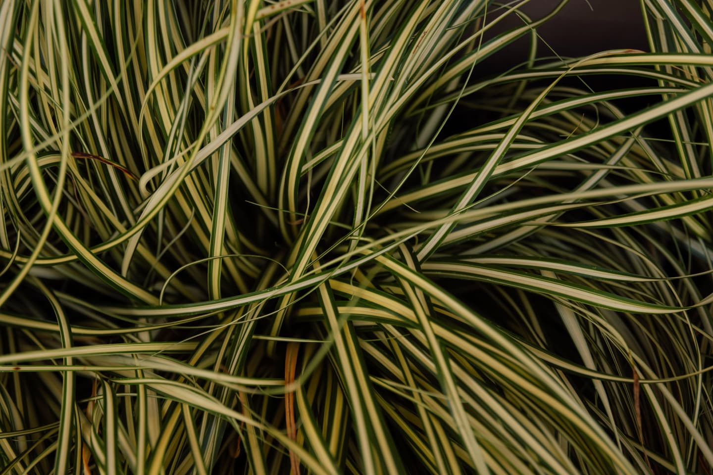 Plantas de sombra