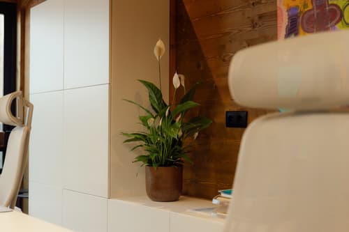 Plantas para escritório
