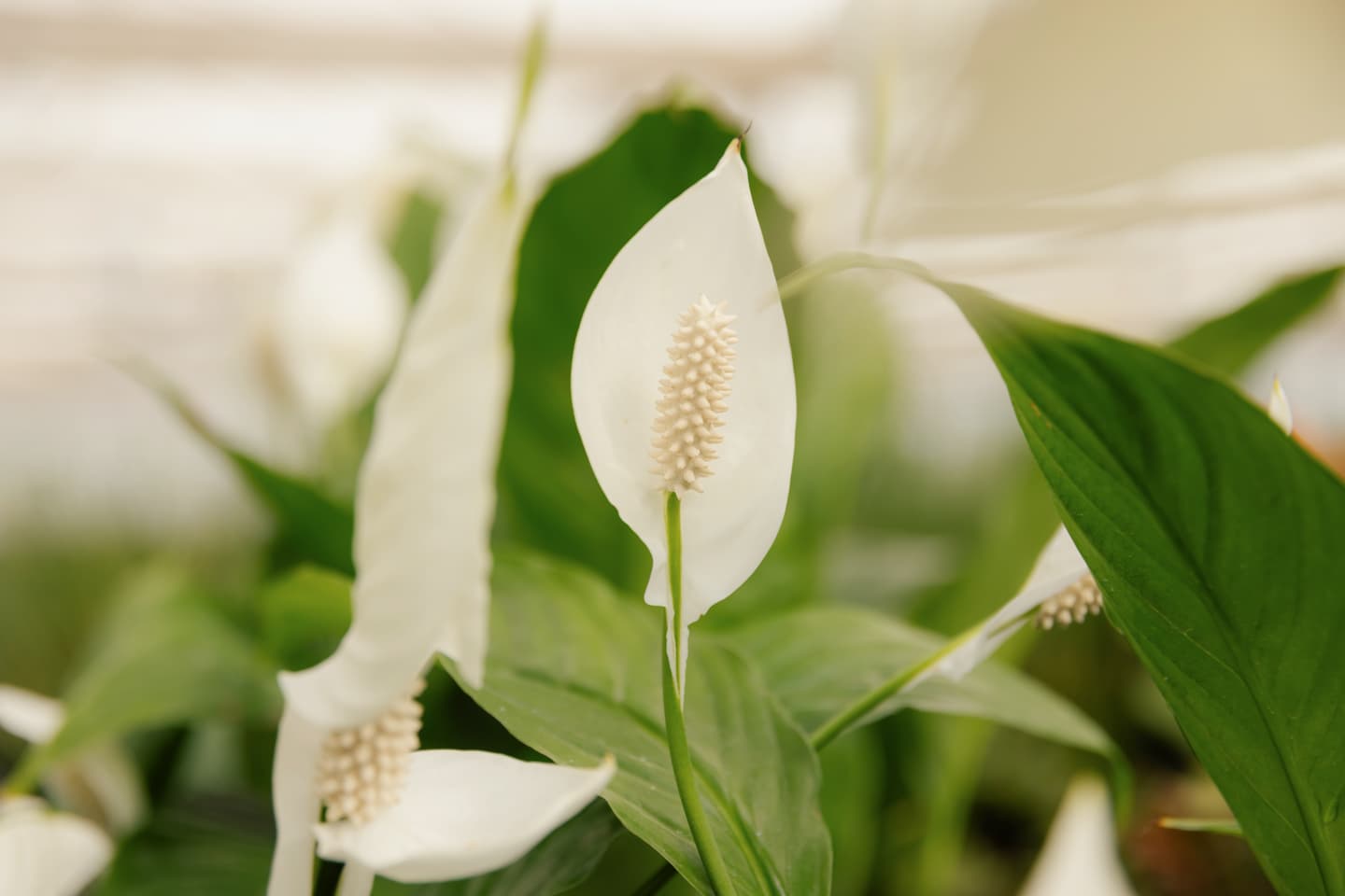 Plantas para escritório