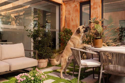 Plantas Pet Friendly