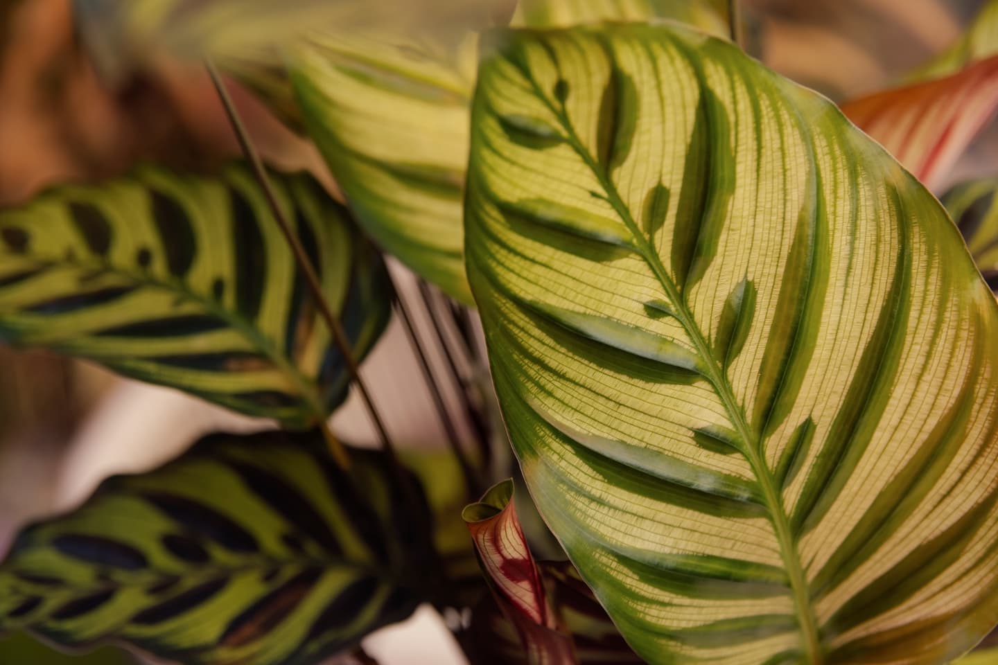 Plantas Pet Friendly