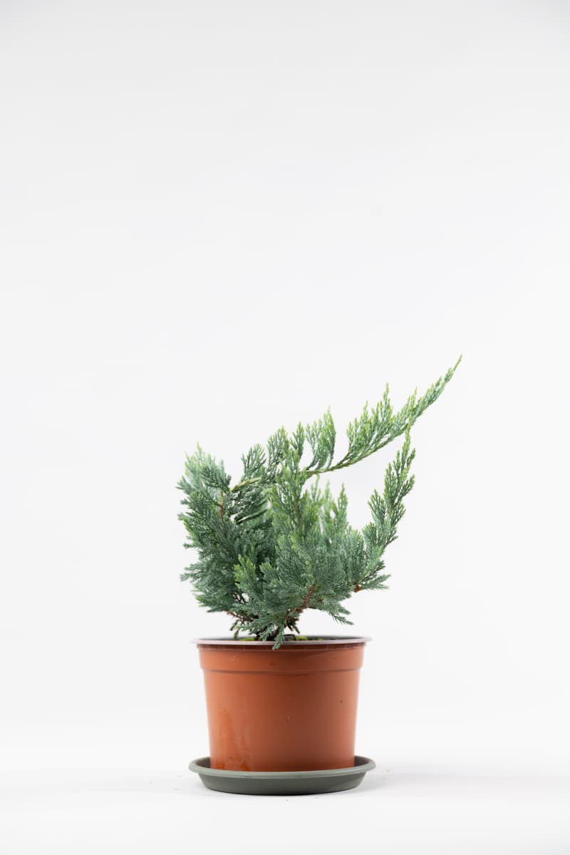 Juniperus hor. var. Blue Chip