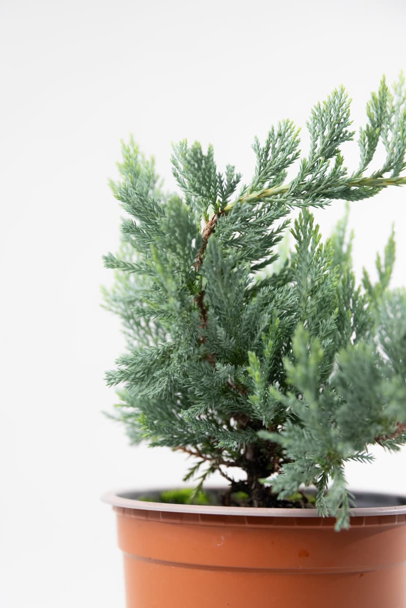 Juniperus hor. var. Blue Chip
