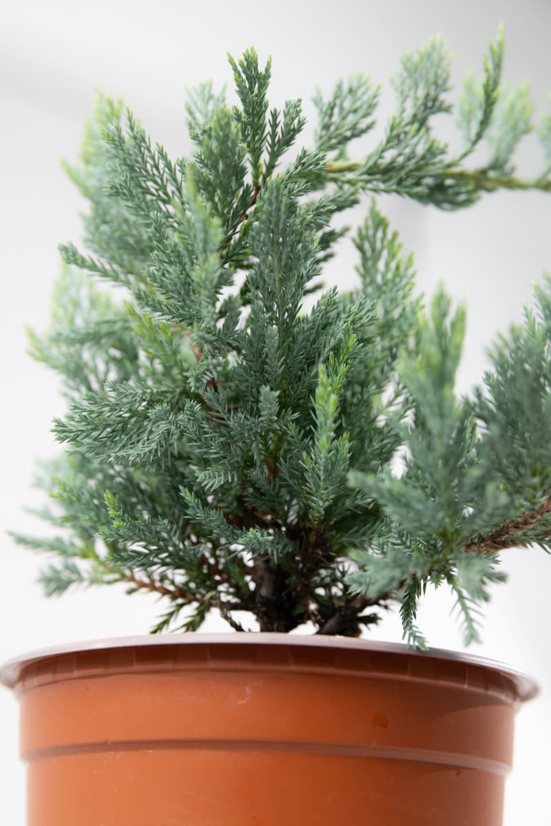 Juniperus hor. var. Blue Chip