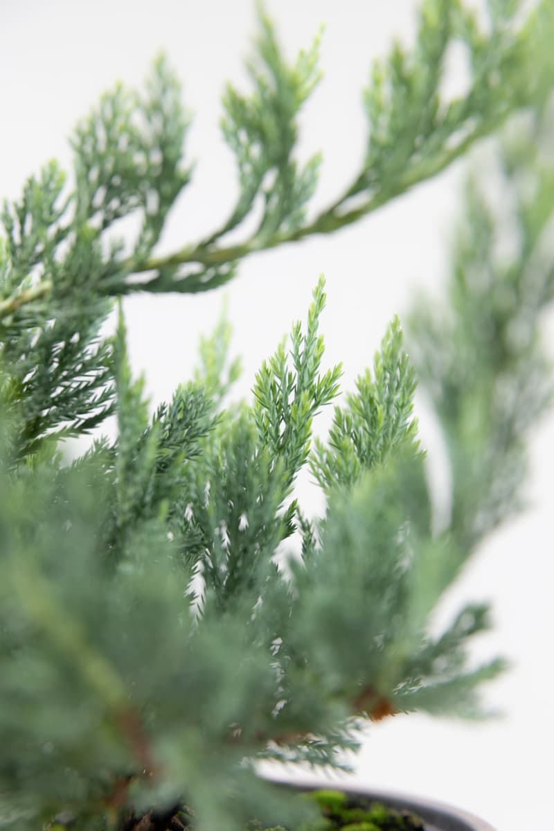 Juniperus hor. var. Blue Chip