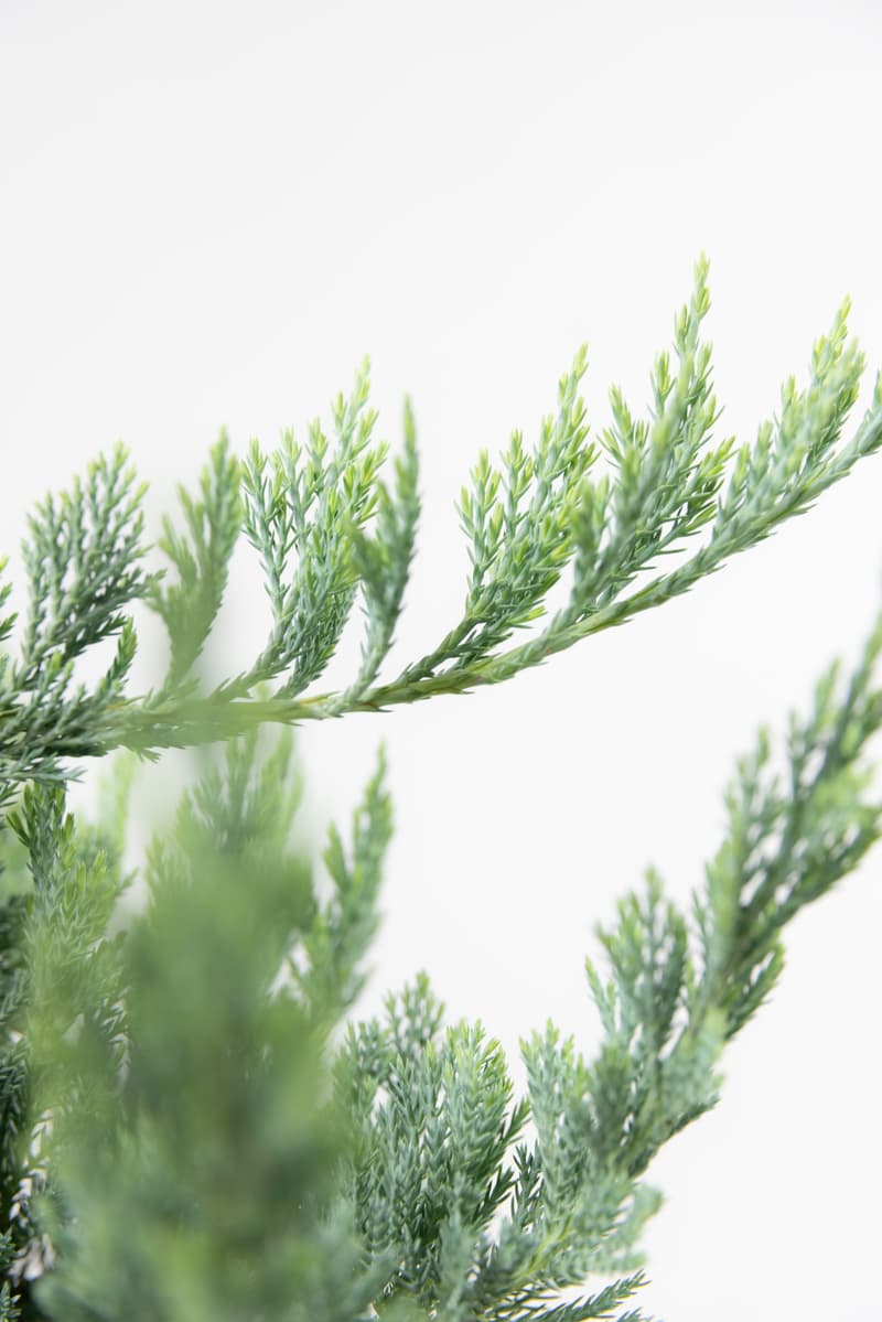 Juniperus hor. var. Blue Chip