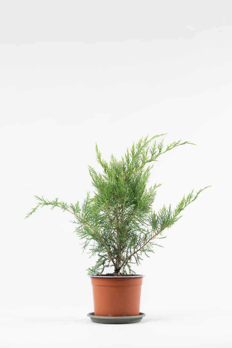 Juniperus media var. Mint Julep