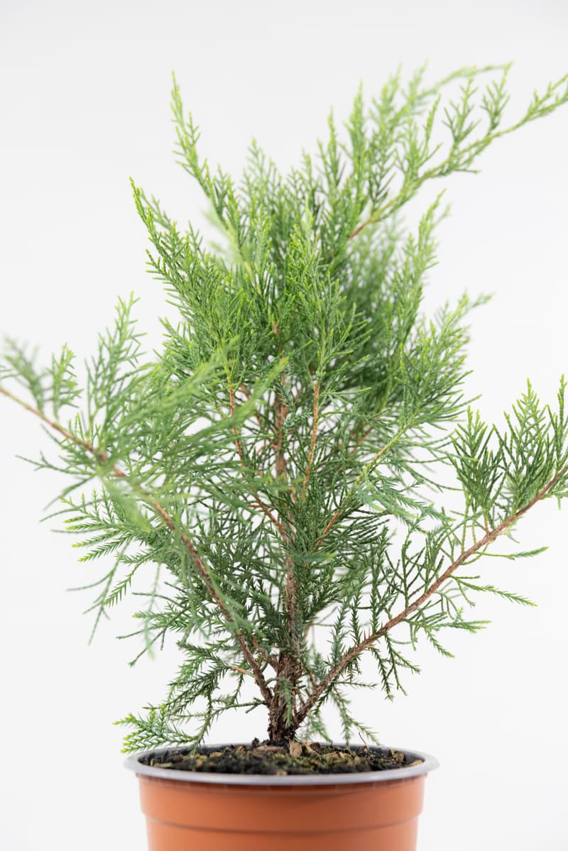 Juniperus media var. Mint Julep