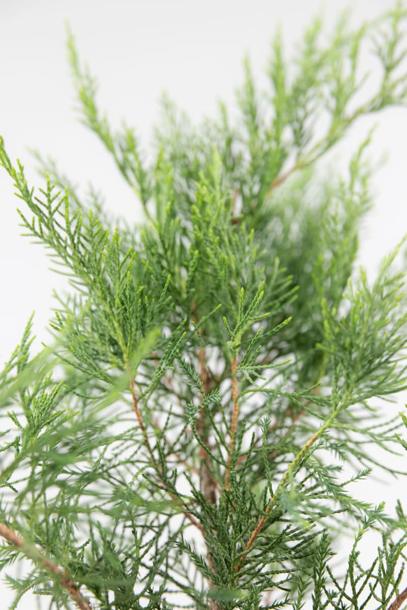 Juniperus media var. Mint Julep
