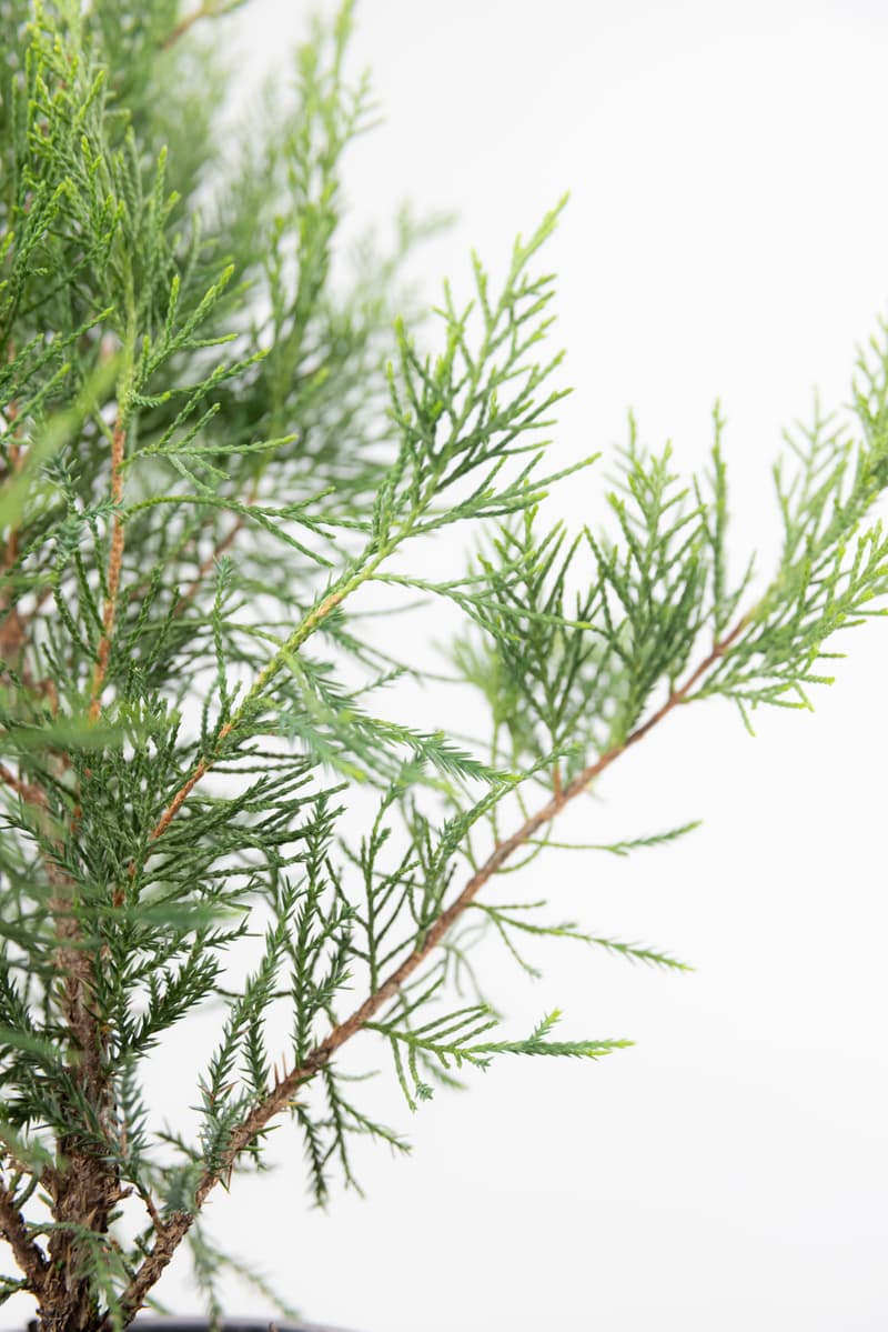 Juniperus media var. Mint Julep