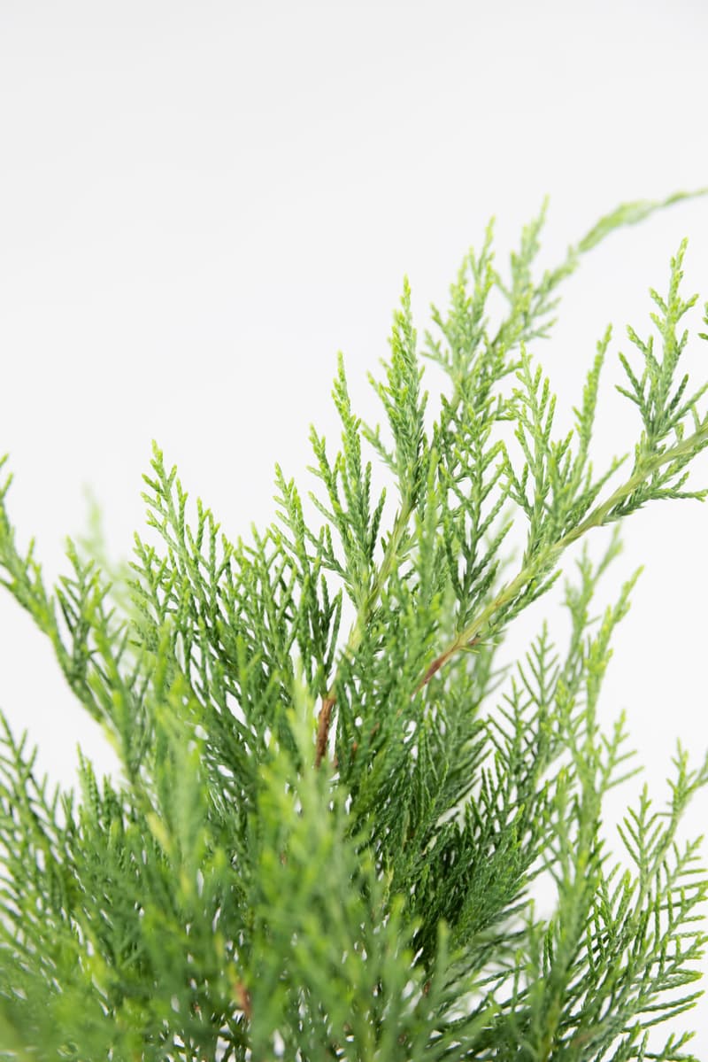 Juniperus media var. Mint Julep