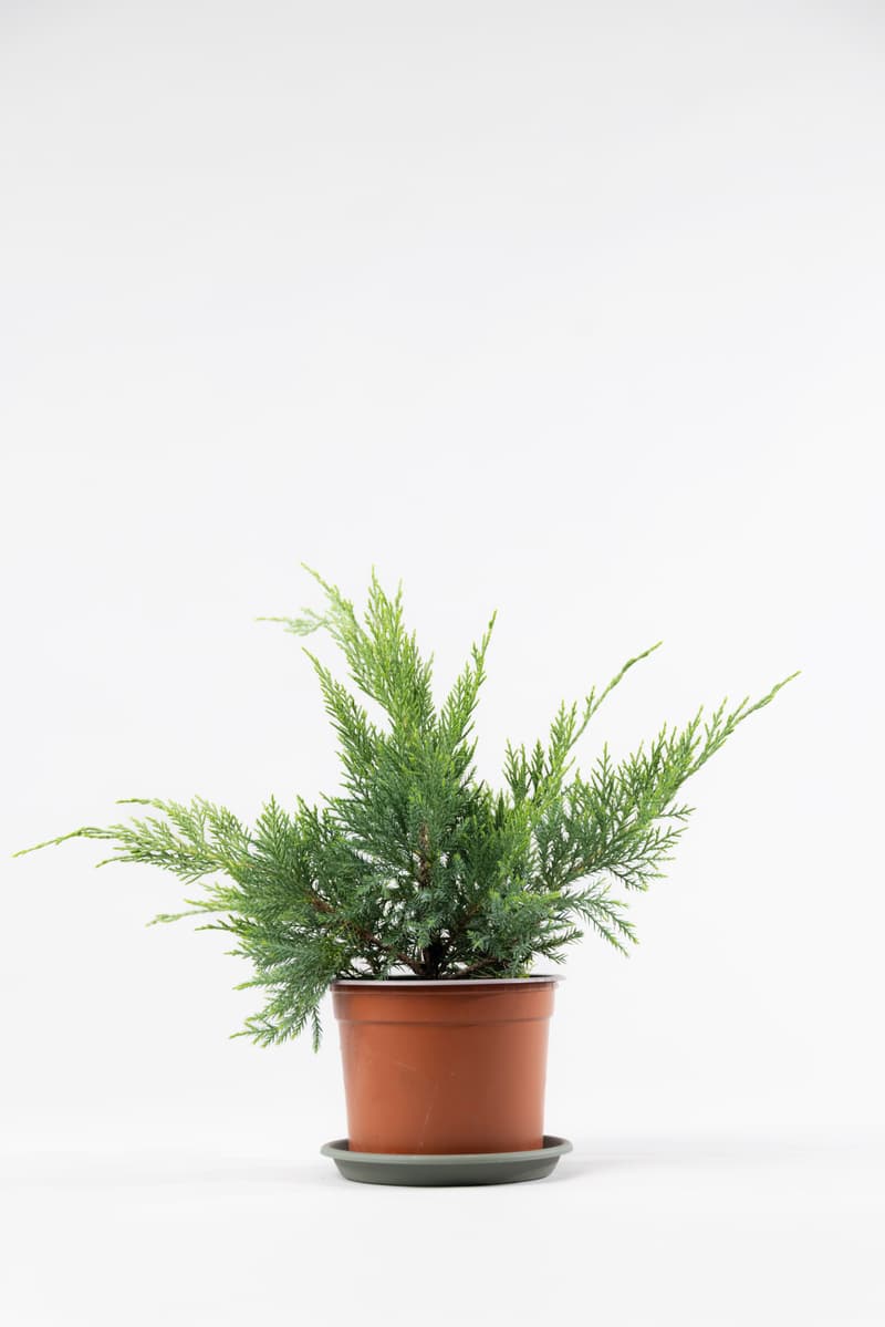 Juniperus media var. Pfitzeriana Aurea