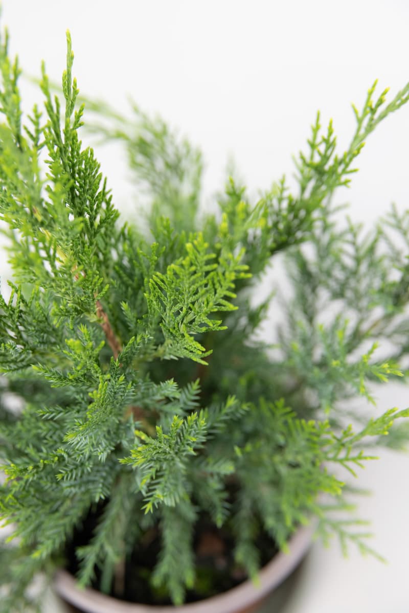 Juniperus media var. Pfitzeriana Aurea