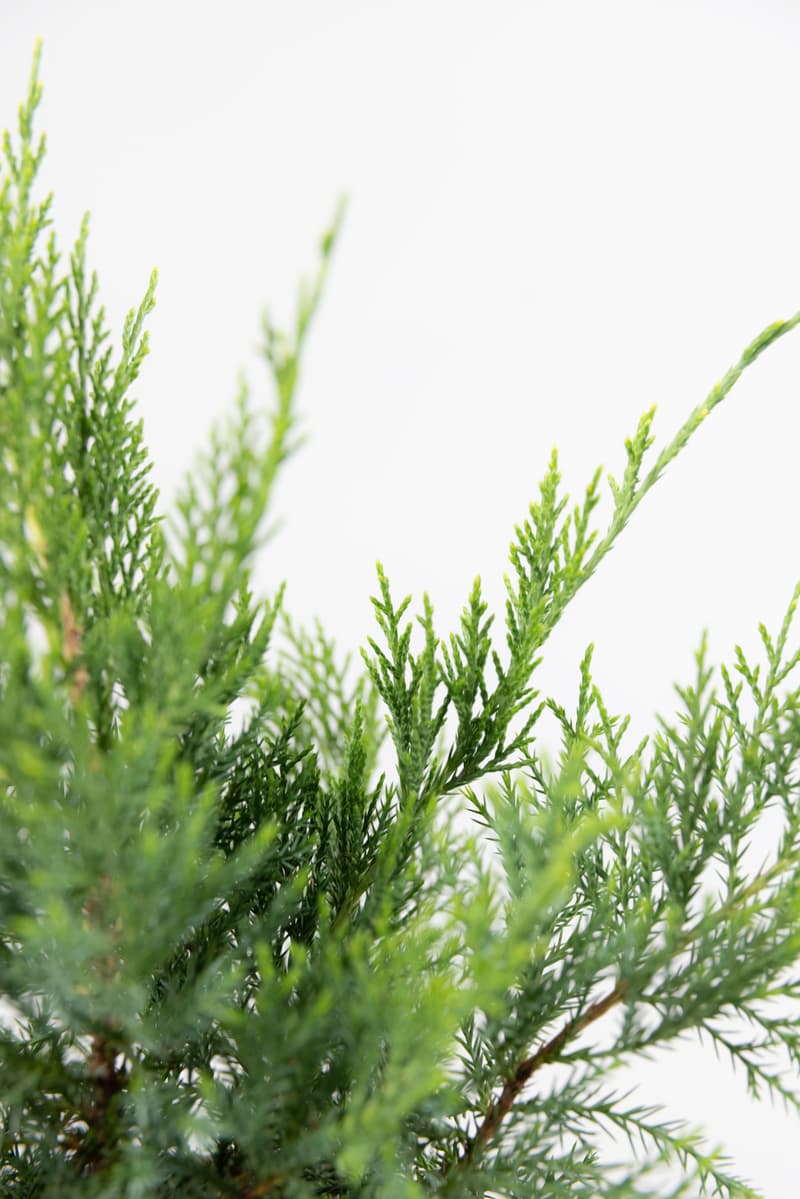 Juniperus media var. Pfitzeriana Aurea