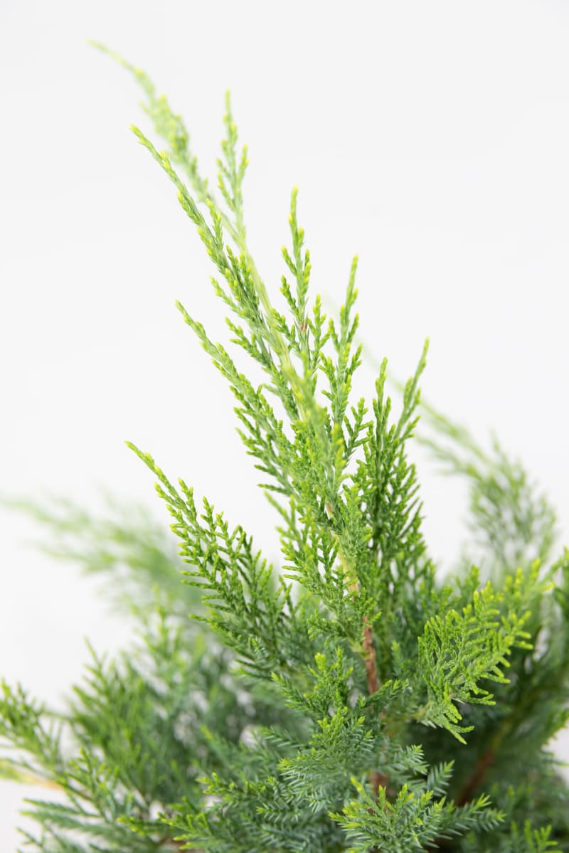 Juniperus media var. Pfitzeriana Aurea