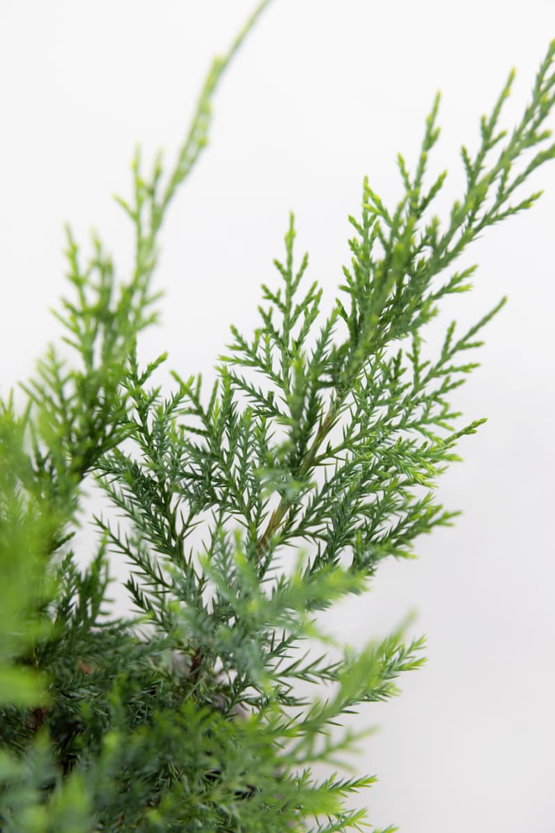 Juniperus media var. Pfitzeriana Aurea