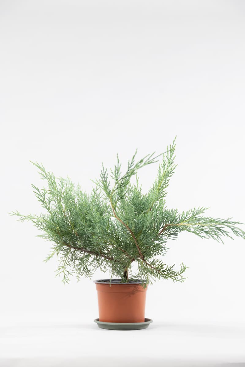 Juniperus media var. Pfitzeriana Glauca