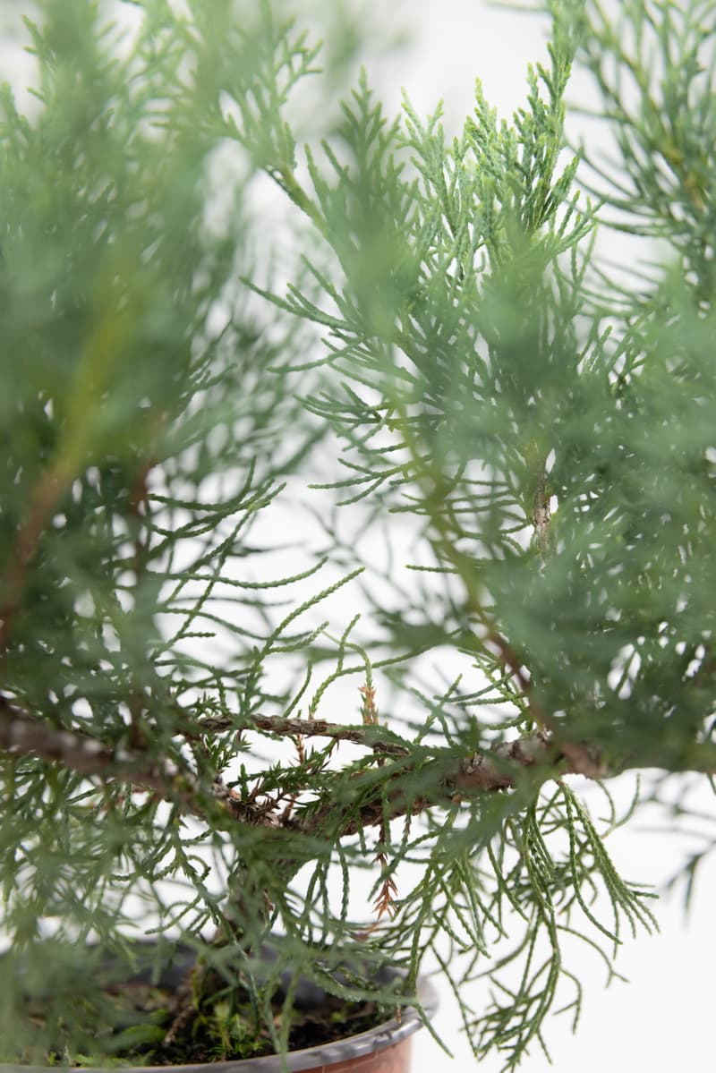 Juniperus media var. Pfitzeriana Glauca