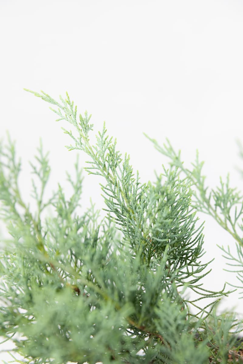 Juniperus media var. Pfitzeriana Glauca