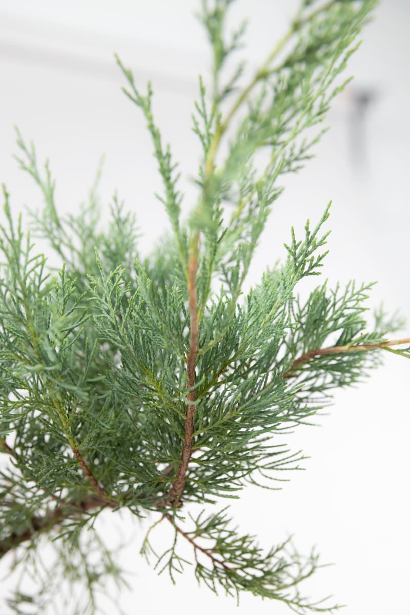 Juniperus media var. Pfitzeriana Glauca