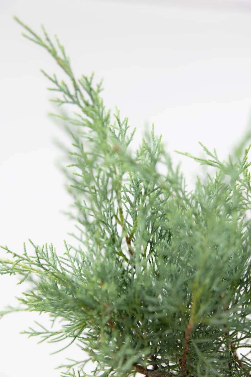 Juniperus media var. Pfitzeriana Glauca