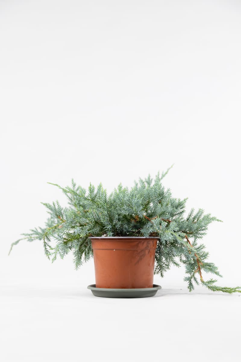 Juniperus squamata 'Blue Carpet'