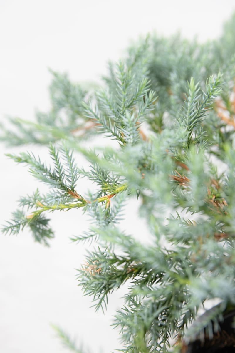 Juniperus squamata 'Blue Carpet'