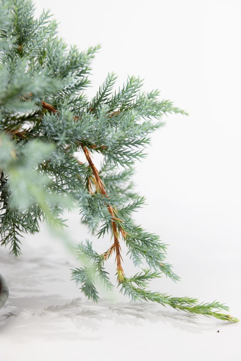 Juniperus squamata 'Blue Carpet'