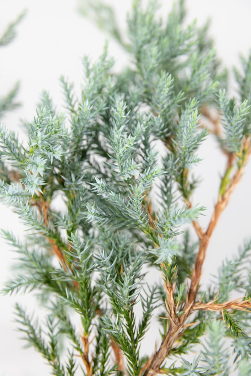 Juniperus squamata 'Blue Carpet'