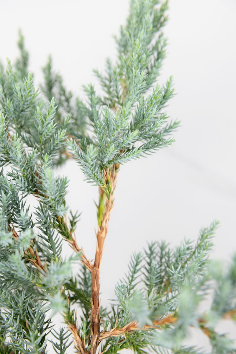Juniperus squamata 'Blue Carpet'